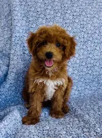 Harper , a female Bichpoo for sale in Elkton, KY – 4 of 8
