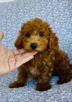 Arlo , a male Bichpoo for sale in Elkton, KY – 7 of 9