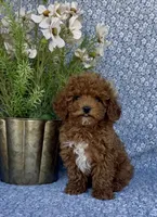 Oliver , a male Poodle - Miniature  for sale in Elkton, KY – Photo 9 of 10