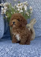 Oliver , a male Poodle - Miniature  for sale in Elkton, KY – Photo 3 of 10