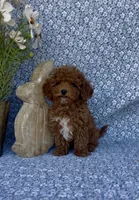 Oliver , a male Poodle - Miniature  for sale in Elkton, KY – Photo 6 of 10