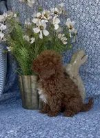 Oliver , a male Poodle - Miniature  for sale in Elkton, KY – Photo 10 of 10