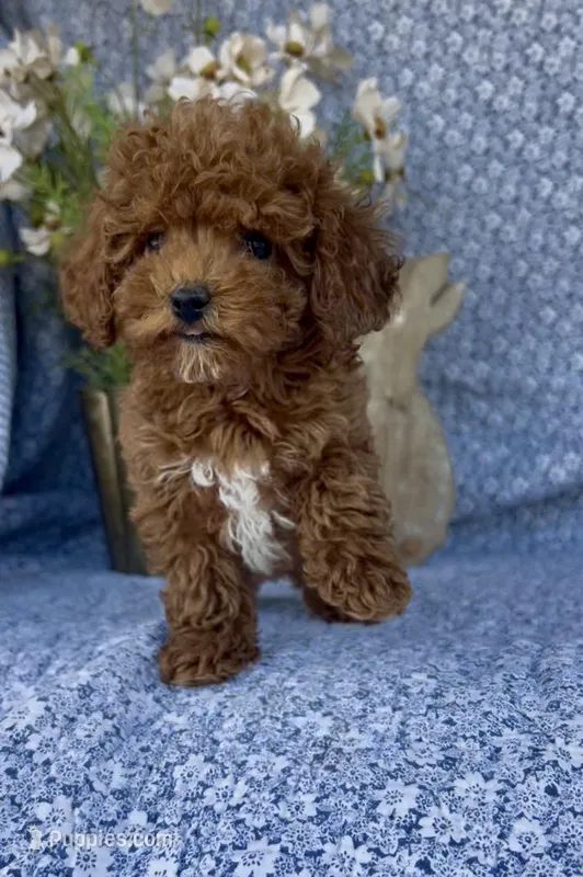 Oliver  – Poodle - Miniature  puppy for sale in Elkton, KY