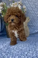 Oliver , a male Poodle - Miniature  for sale in Elkton, KY – Photo 1 of 10