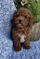 Oliver , a male Poodle - Miniature  for sale in Elkton, KY – Photo 8 of 10