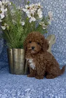 Oliver , a male Poodle - Miniature  for sale in Elkton, KY – Photo 5 of 10