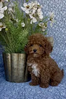 Oliver , a male Poodle - Miniature  for sale in Elkton, KY – Photo 4 of 10