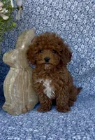 Oliver , a male Poodle - Miniature  for sale in Elkton, KY – Photo 7 of 10