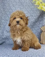 Arlo , a male Bichpoo for sale in Elkton, KY – Photo 9 of 10