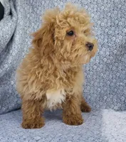 Arlo , a male Bichpoo for sale in Elkton, KY – Photo 2 of 10