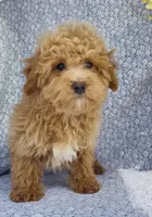 Arlo , a male Bichpoo for sale in Elkton, KY – Photo 6 of 10