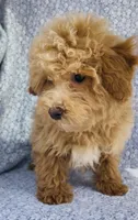 Arlo , a male Bichpoo for sale in Elkton, KY – Photo 5 of 10
