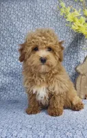 Arlo , a male Bichpoo for sale in Elkton, KY – Photo 10 of 10