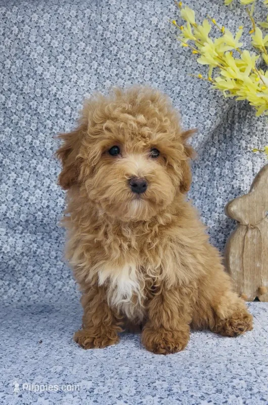 Arlo  – Bichpoo puppy for sale in Elkton, KY