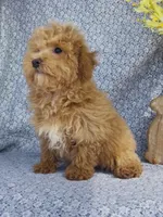Arlo , a male Bichpoo for sale in Elkton, KY – Photo 8 of 10