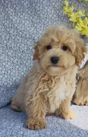 Harlow , a male Bichpoo for sale in Elkton, KY – Photo 7 of 10