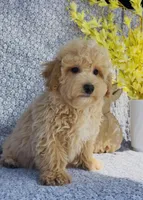 Harlow , a male Bichpoo for sale in Elkton, KY – Photo 2 of 10