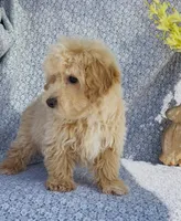 Harlow , a male Bichpoo for sale in Elkton, KY – Photo 10 of 10