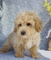 Harlow , a male Bichpoo for sale in Elkton, KY – Photo 4 of 10