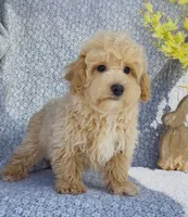 Harlow , a male Bichpoo for sale in Elkton, KY – Photo 3 of 10
