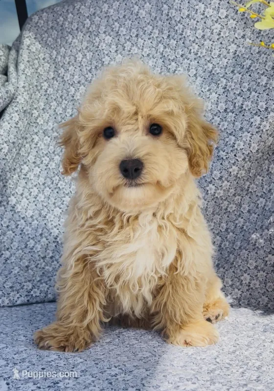 Harlow  – Bichpoo puppy for sale in Elkton, KY