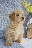 Harlow , a male Bichpoo for sale in Elkton, KY – Photo 6 of 10