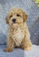 Harlow , a male Bichpoo for sale in Elkton, KY – Photo 8 of 10