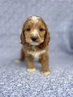 Dolly , a female Cockapoo for sale in Elkton, KY – 3 of 8