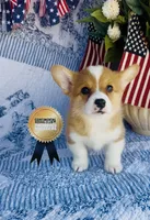 Nala , a female Pembroke Welsh Corgi for sale in Elkton, KY – 6 of 7
