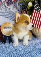 Nala , a female Pembroke Welsh Corgi for sale in Elkton, KY – 5 of 7