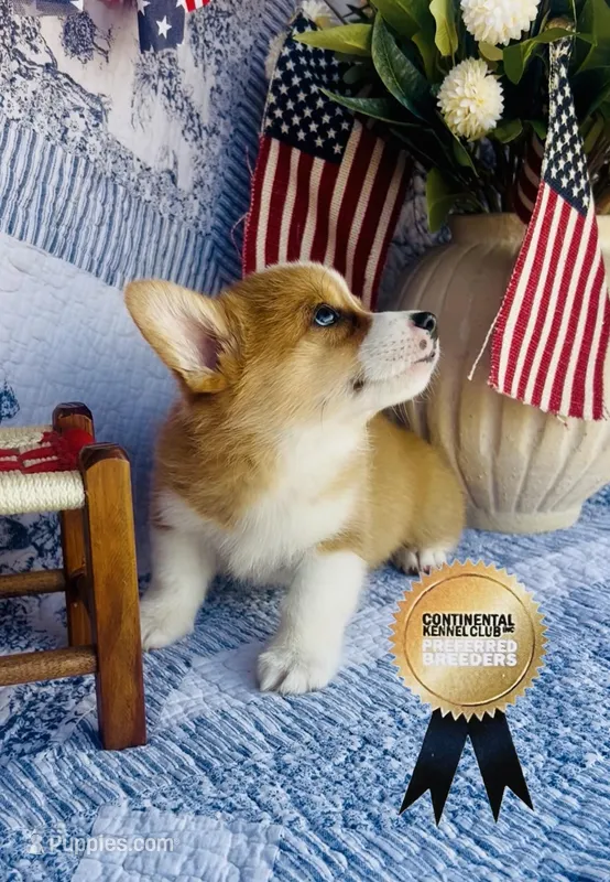 Nala  – Pembroke Welsh Corgi puppy for sale in Elkton, KY