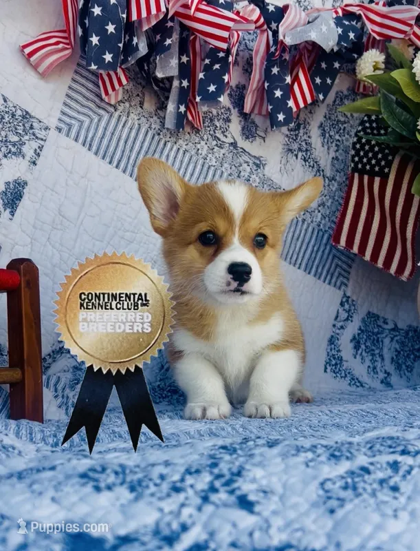 Nala  – Pembroke Welsh Corgi puppy for sale in Elkton, KY