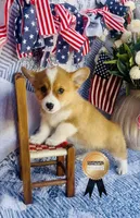Nala , a female Pembroke Welsh Corgi for sale in Elkton, KY – 3 of 7