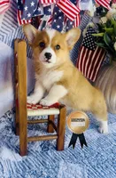 Nala , a female Pembroke Welsh Corgi for sale in Elkton, KY – 4 of 7