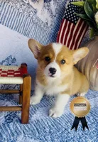 Nala , a female Pembroke Welsh Corgi for sale in Elkton, KY – 7 of 7