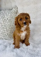 Nova , a female Cavapoo for sale in Elkton, KY – Photo 2 of 10