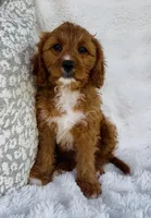 Nova , a female Cavapoo for sale in Elkton, KY – Photo 5 of 10