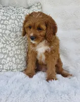 Nova , a female Cavapoo for sale in Elkton, KY – Photo 8 of 10