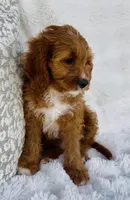 Nova , a female Cavapoo for sale in Elkton, KY – Photo 4 of 10