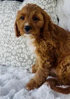 Nova , a female Cavapoo for sale in Elkton, KY – Photo 10 of 10
