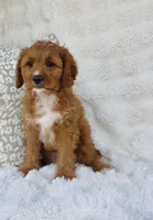 Nova , a female Cavapoo for sale in Elkton, KY – Photo 9 of 10