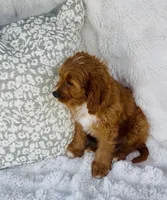 Nova , a female Cavapoo for sale in Elkton, KY – Photo 6 of 10