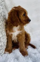 Nova , a female Cavapoo for sale in Elkton, KY – Photo 3 of 10