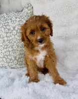 Nova , a female Cavapoo for sale in Elkton, KY – Photo 7 of 10