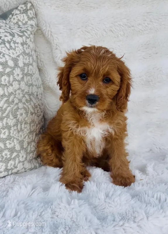 Nova  – Cavapoo puppy for sale in Elkton, KY