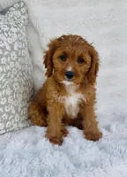 Nova , a female Cavapoo for sale in Elkton, KY – Photo 1 of 10