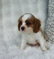 Charlie , a male Cavalier King Charles Spaniel for sale in Elkton, KY – 2 of 8