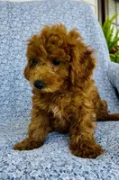 Arlo , a male Bichpoo for sale in Elkton, KY – 3 of 9