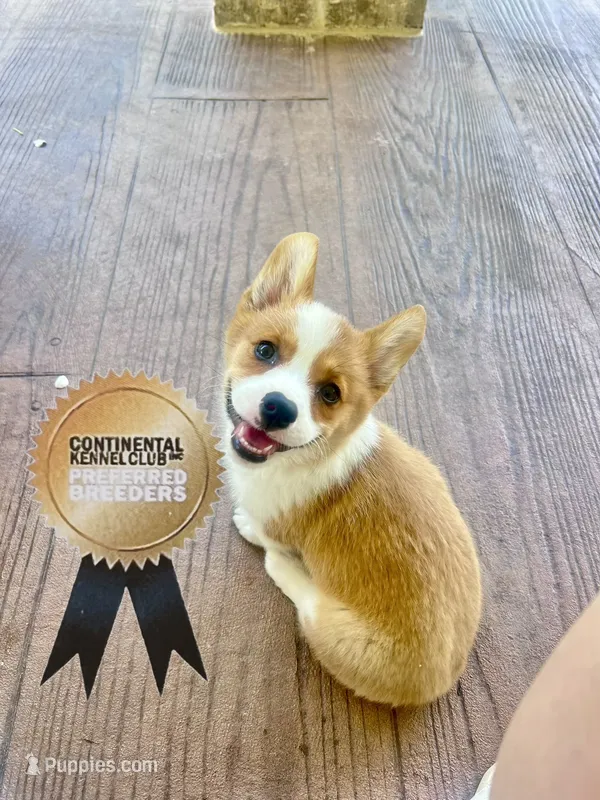 Minnie  – Pembroke Welsh Corgi puppy for sale in Elkton, KY