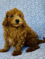 Arlo , a male Bichpoo for sale in Elkton, KY – 6 of 9